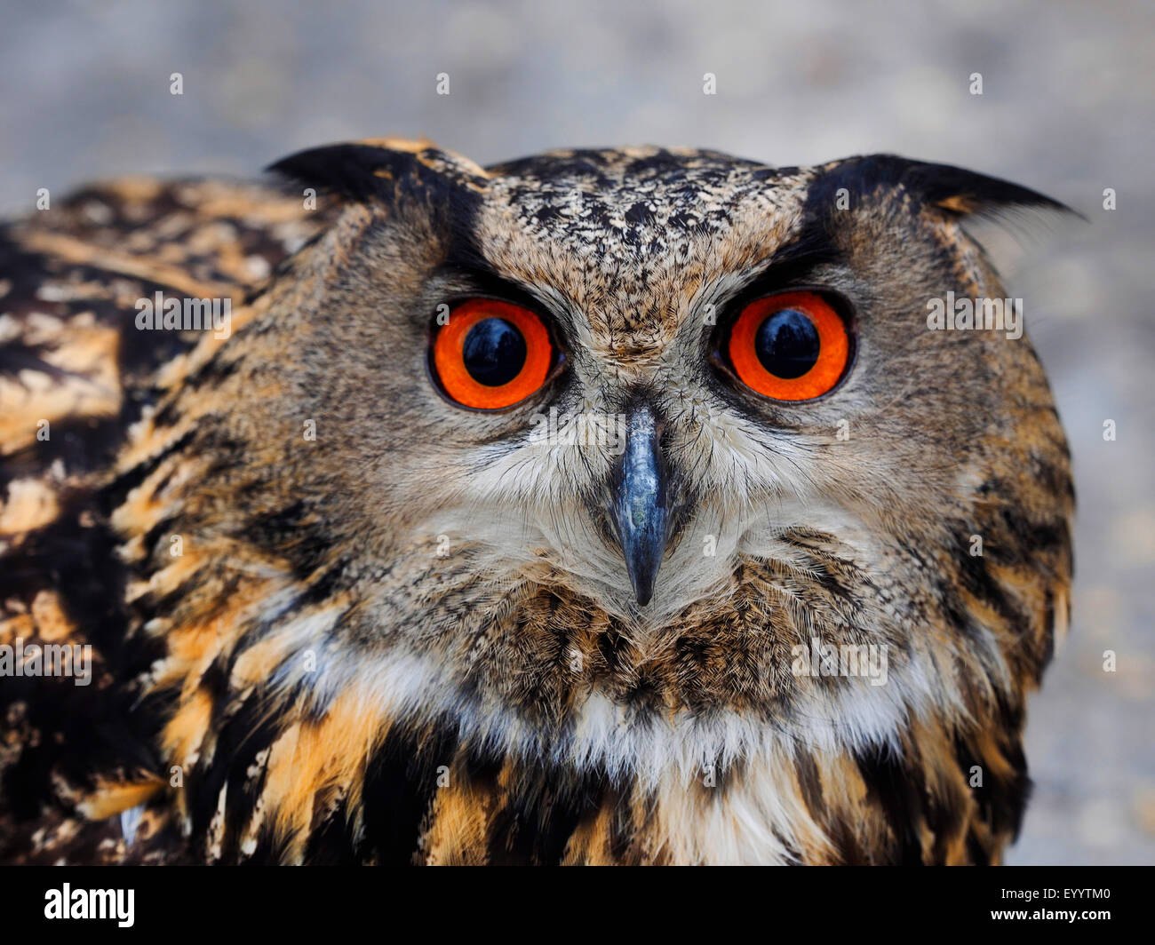Northern eagle owl hi-res stock photography and images - Alamy