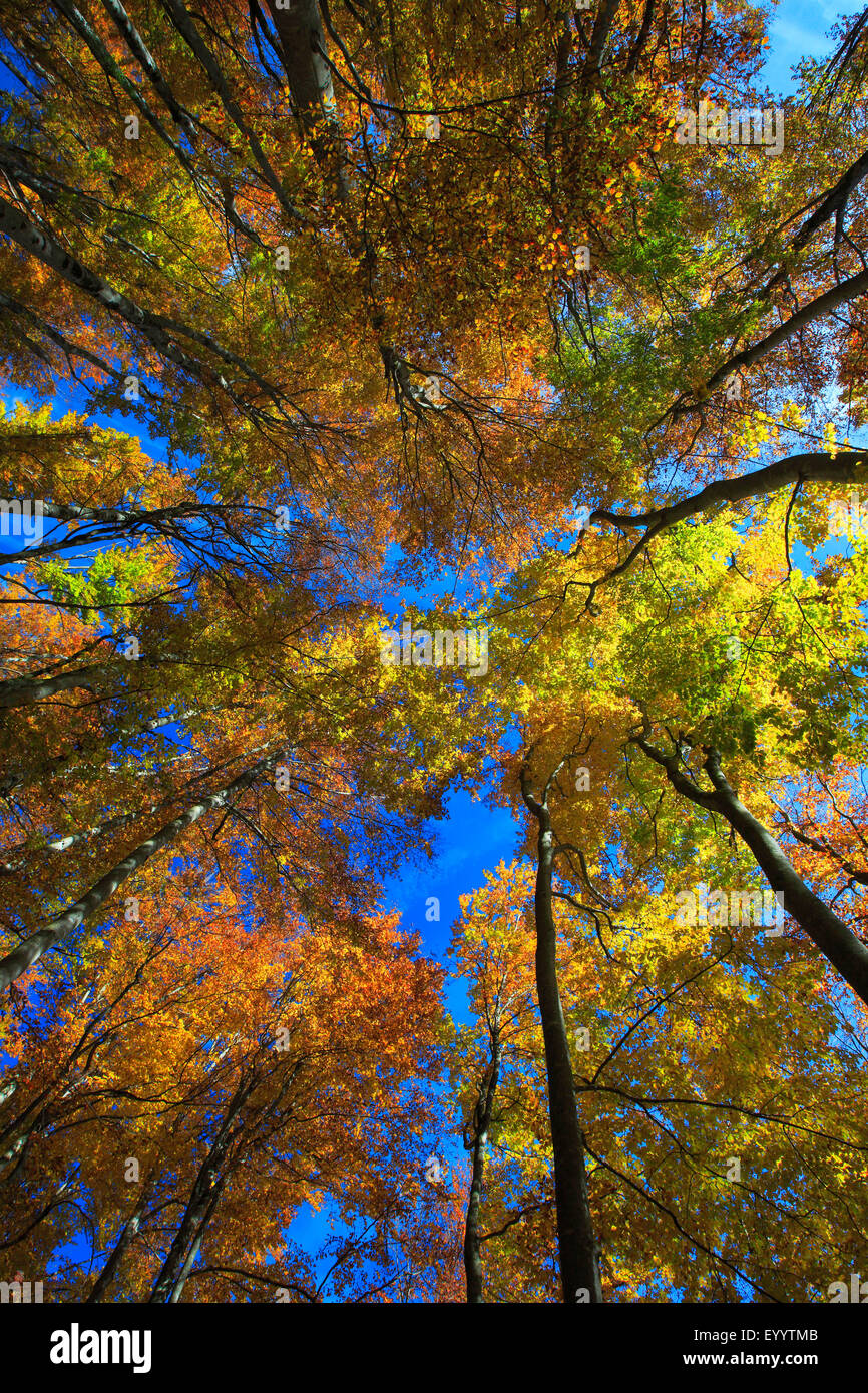common beech (Fagus sylvatica), view from below in the crowns of a beech wood in autumn, Switzerland Stock Photo