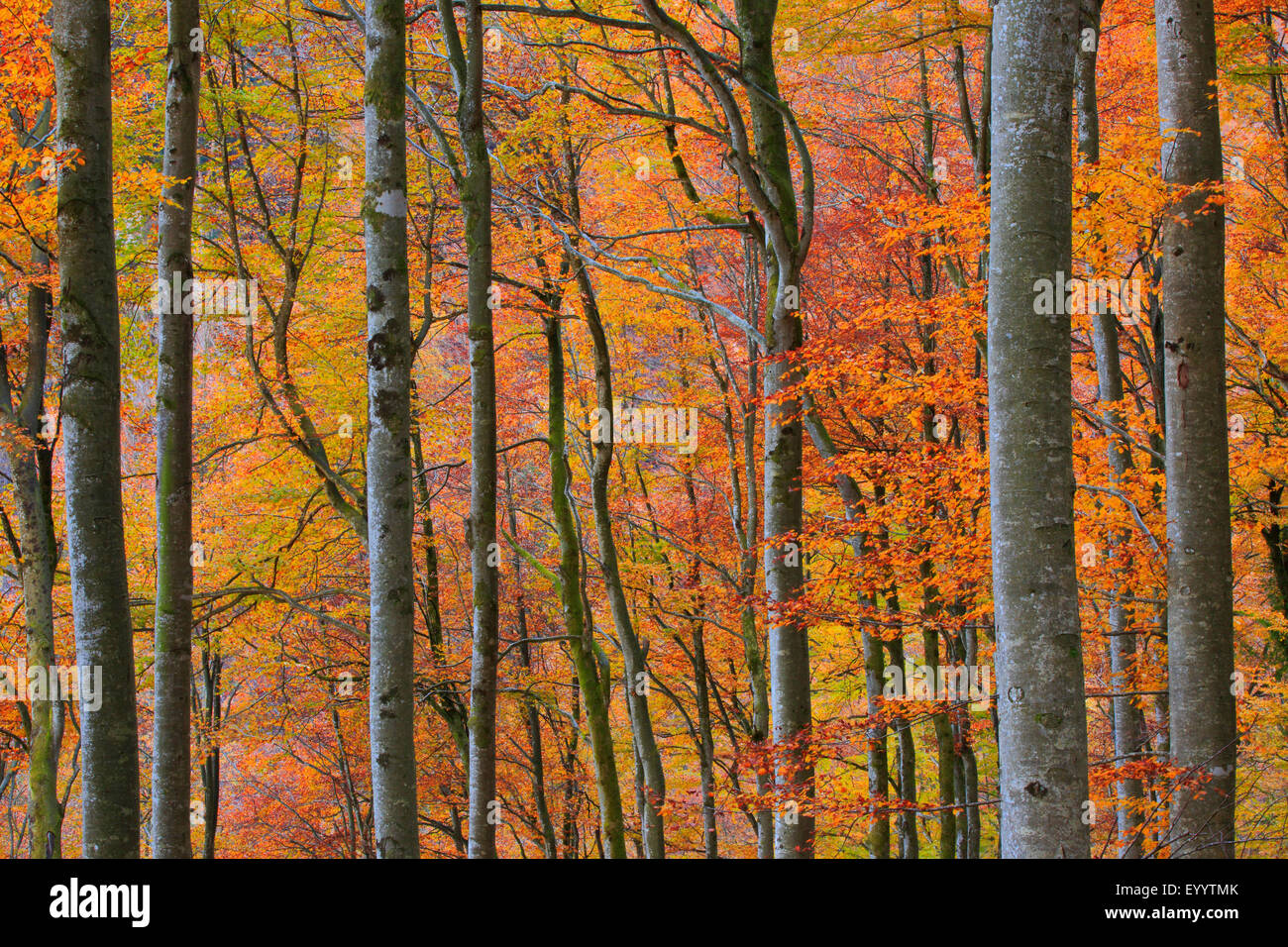 common beech (Fagus sylvatica), beech forest in autumn, Switzerland Stock Photo