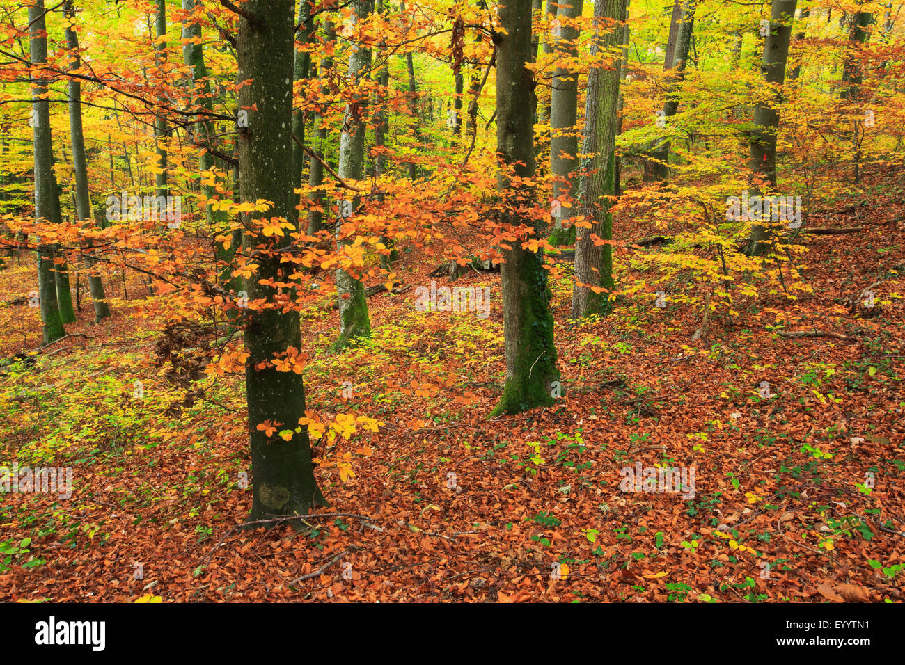 Beech wood colour hires stock photography and images Alamy