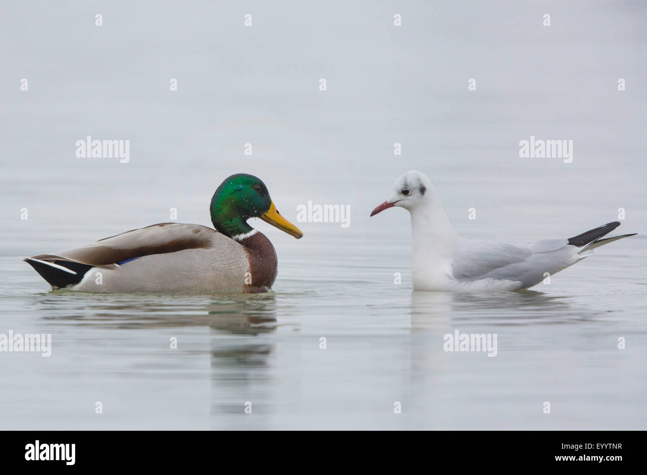 mallard (Anas platyrhynchos), face to face with a black-headed gull, Germany, Bavaria, Lake Chiemsee Stock Photo