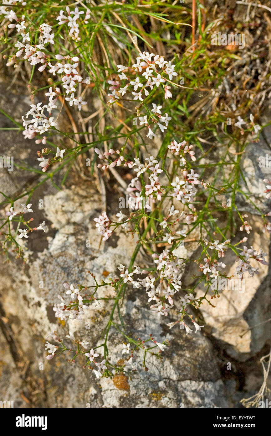 Squinancywort, Quinsy-wort (Asperula cynanchica), blooming, Germany Stock Photo