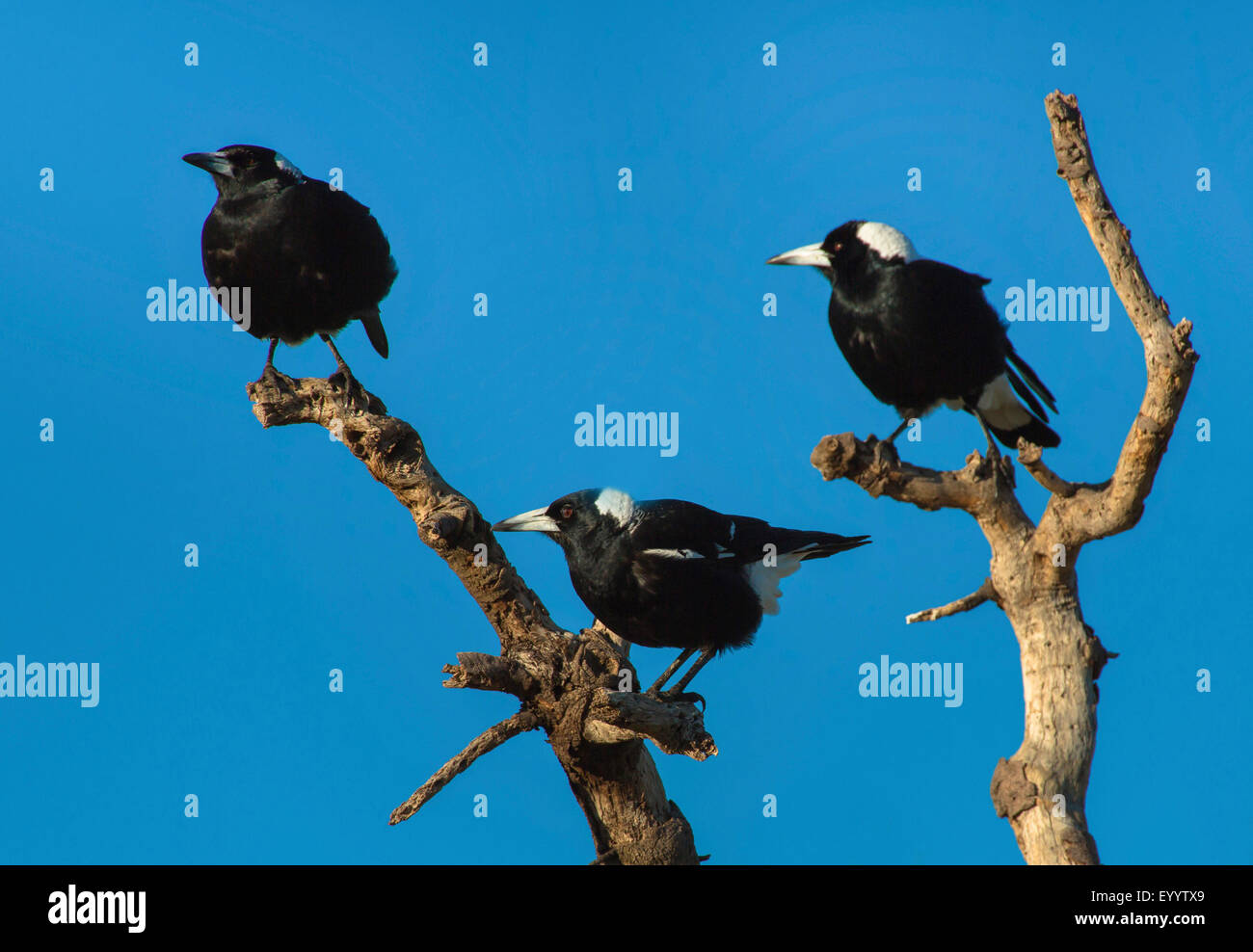 Black-backed magpie, Australian Magpie (Gymnorhina tibicen, Cracticus ...