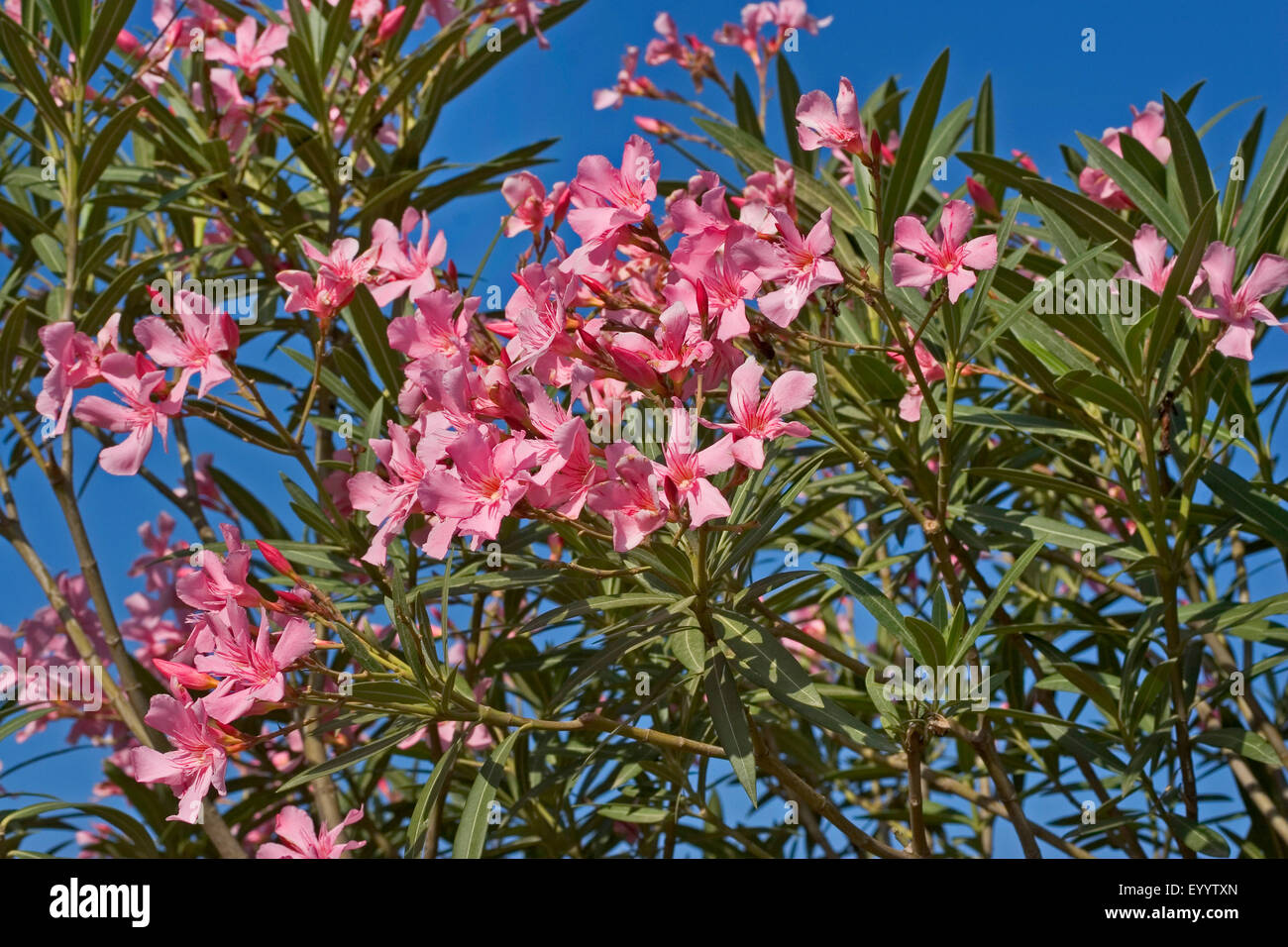 oleander (Nerium oleander), blooming Stock Photo