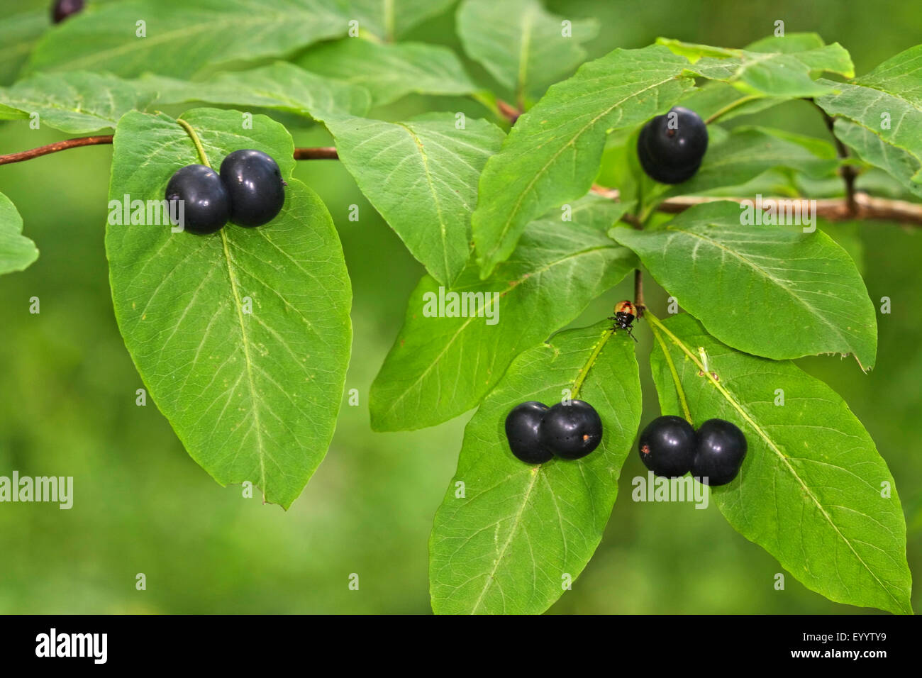 Black berried honeysuckle hi-res stock photography and images - Alamy