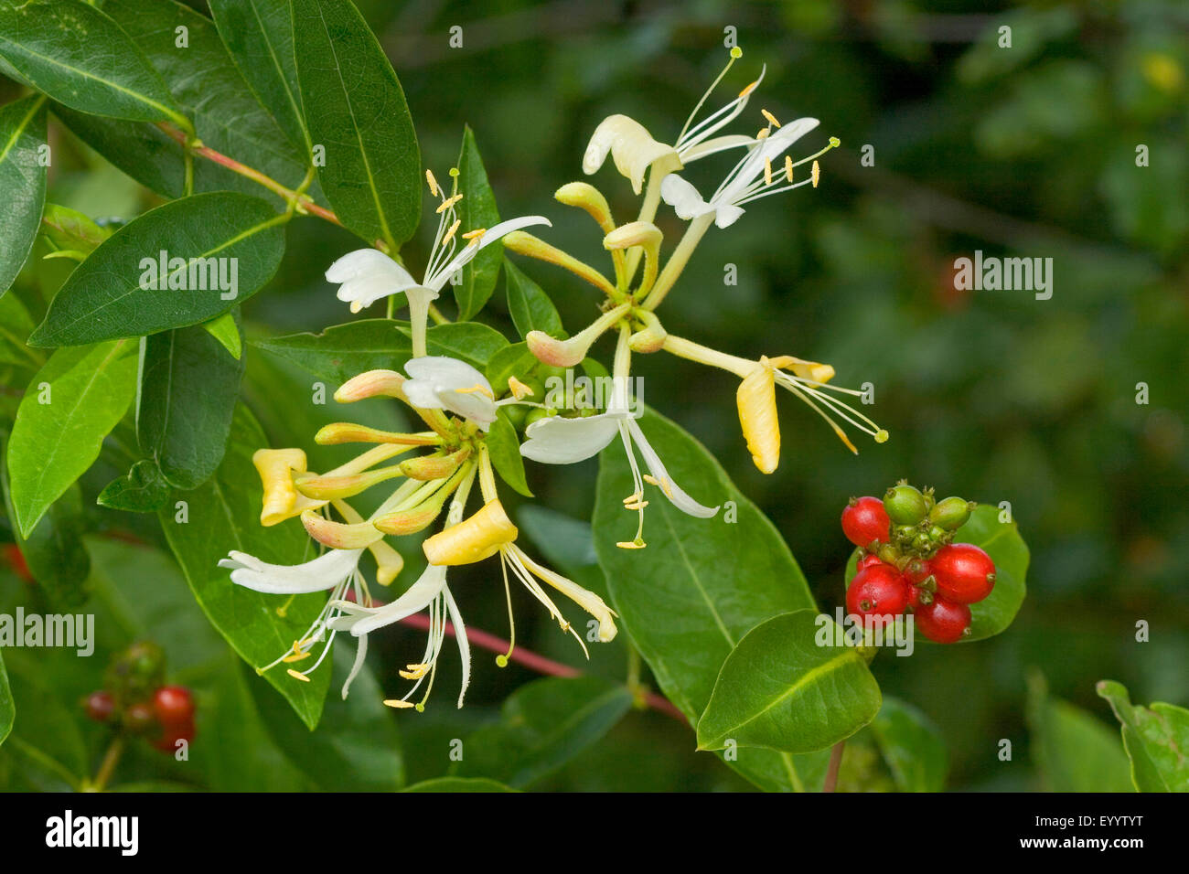 Honeysuckle poisonous hires stock photography and images Alamy