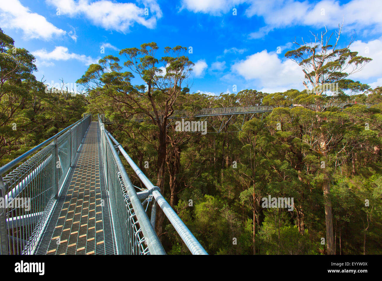 tree top walk in Valley of the Giants, Australia, Western Australia, Walpole Nornalup National Park Stock Photo