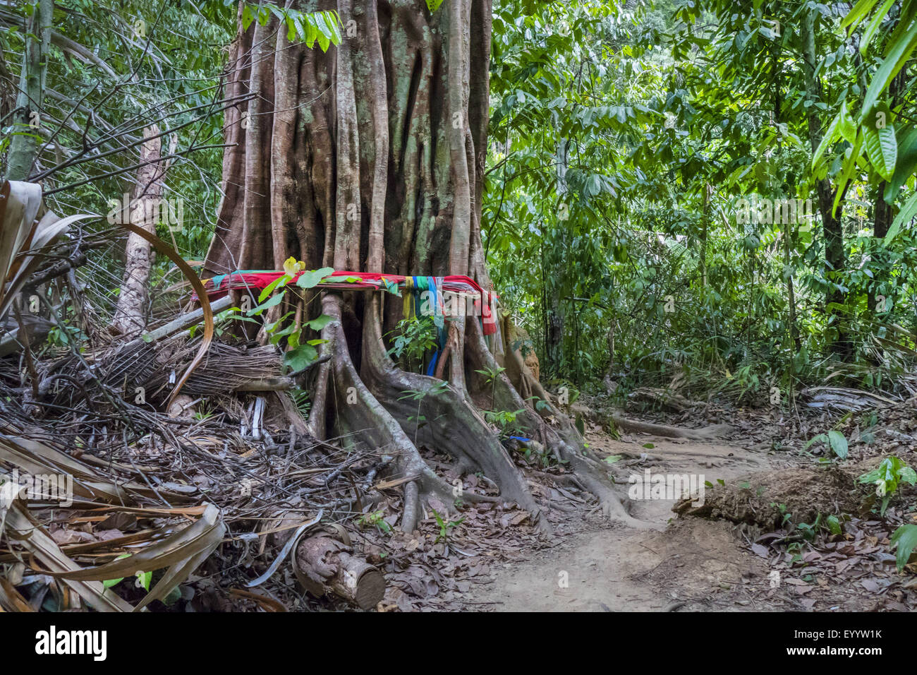 scarf around a tree with buttress roots in rain forest, Thailand, Krabi ...