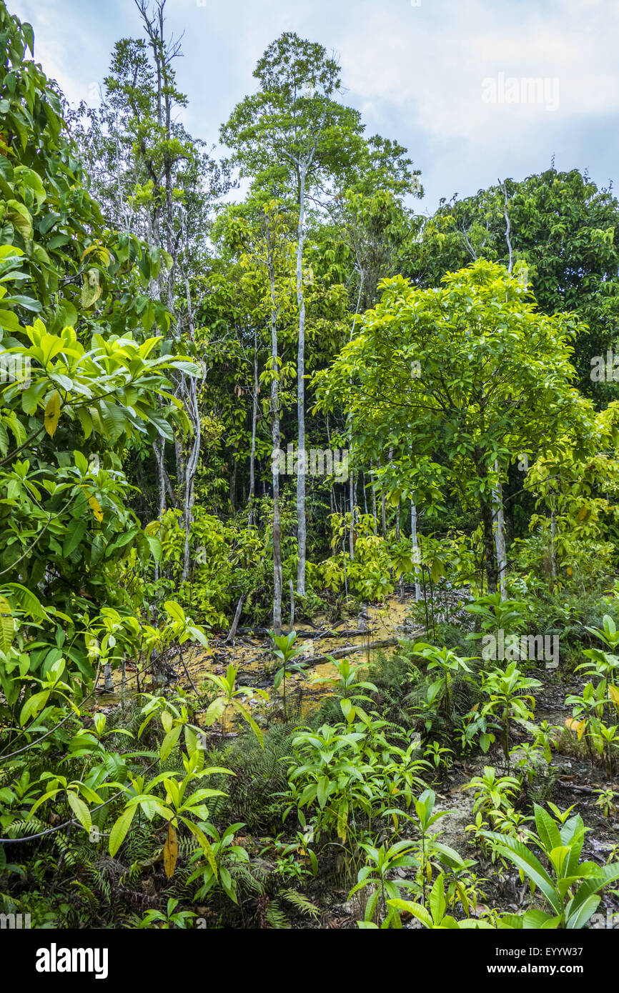 tropical rain forest of Wildlife Sanctuary Sa Morakot, Thailand, Wildlife Sanctuary Sa Morakot Stock Photo
