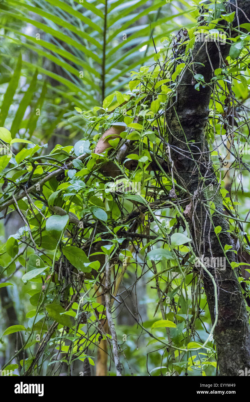 tropical rain forest of Wildlife Sanctuary Sa Morakot, Thailand, Wildlife Sanctuary Sa Morakot Stock Photo
