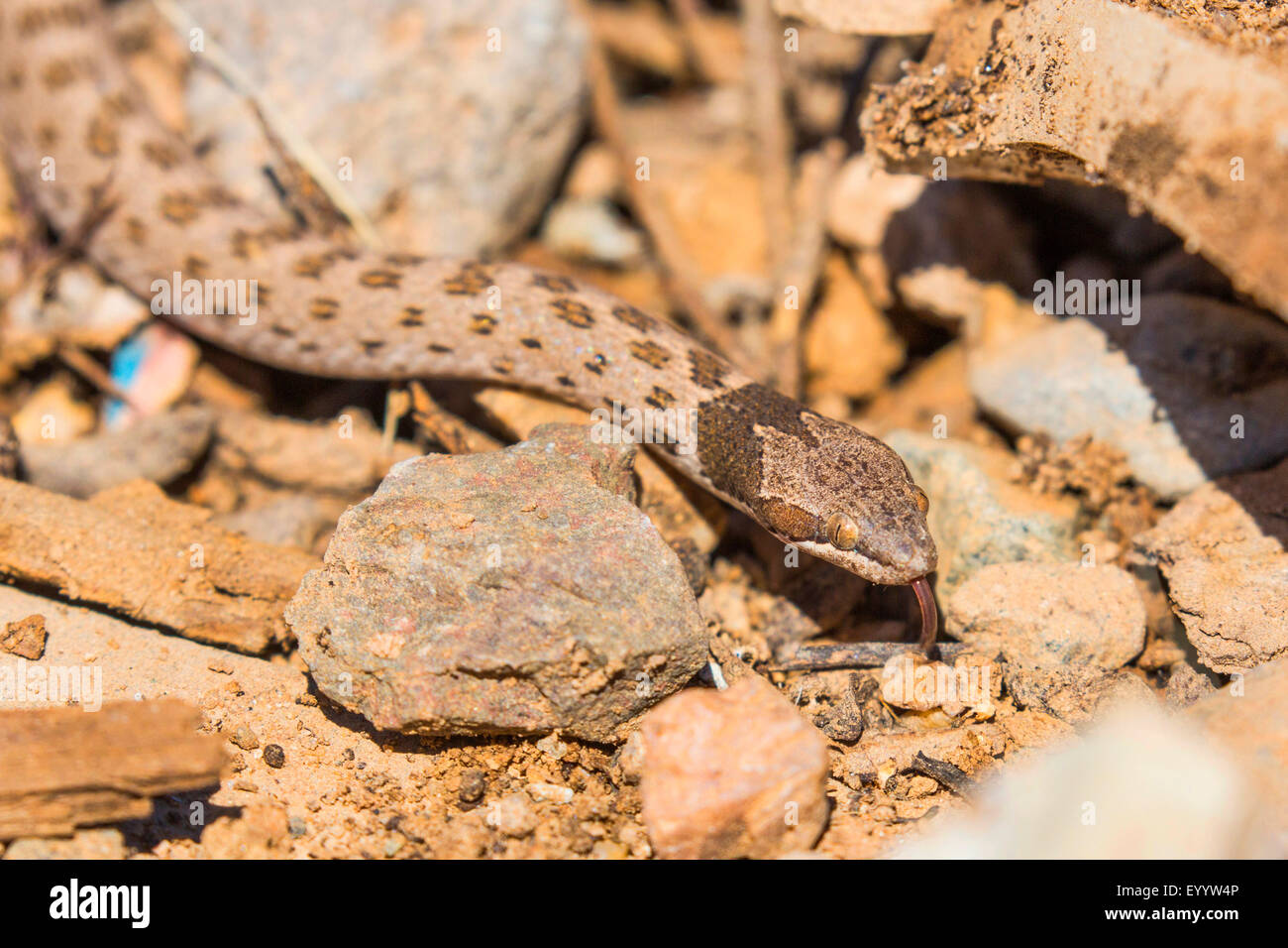 Desert Nightsnake (Hypsiglena chlorophaea), portrait, flicking, USA, Arizona Stock Photo