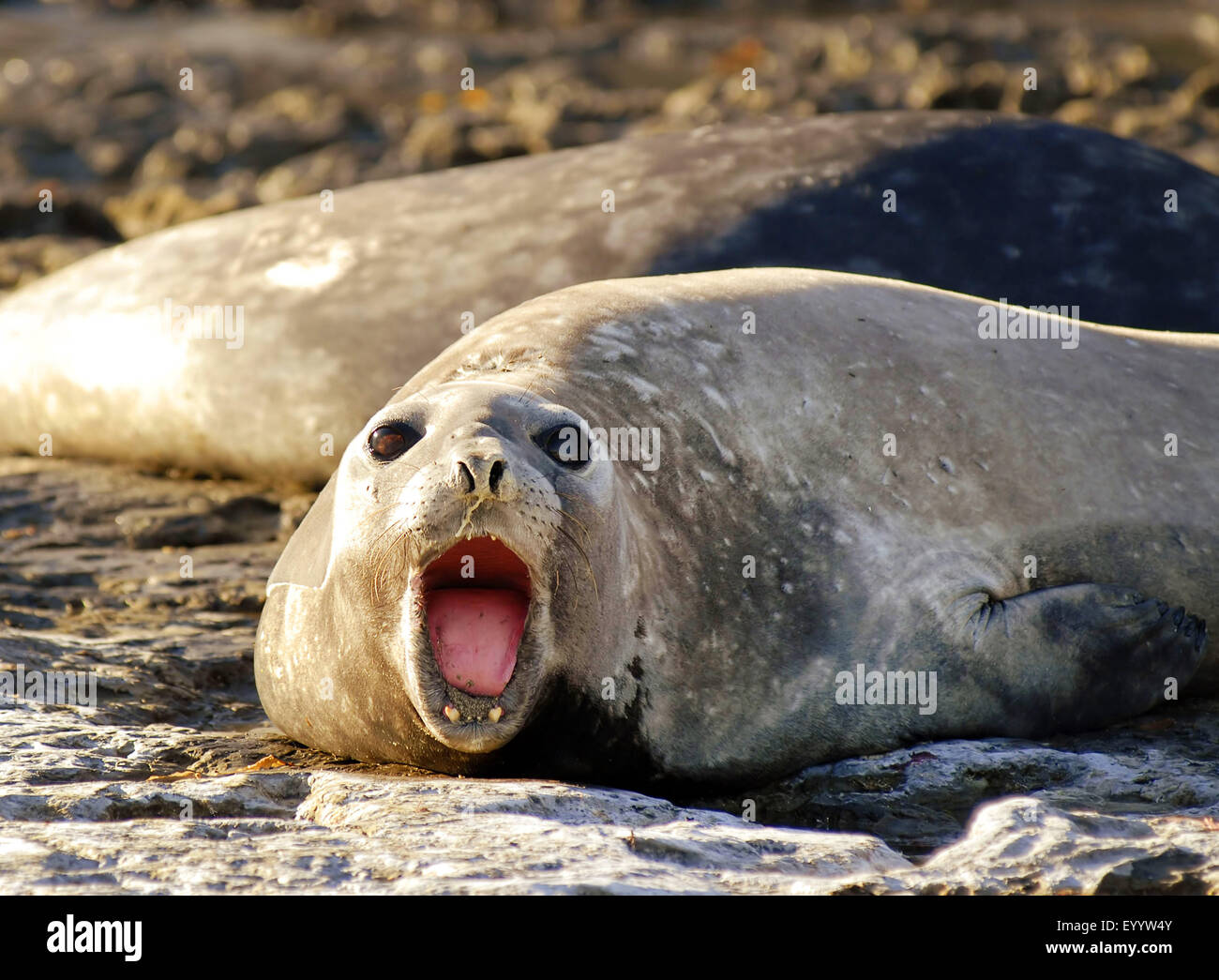 southern elephant seal (Mirounga leonina), howling elephant seal on the beach, Argentina, Patagonia Stock Photo