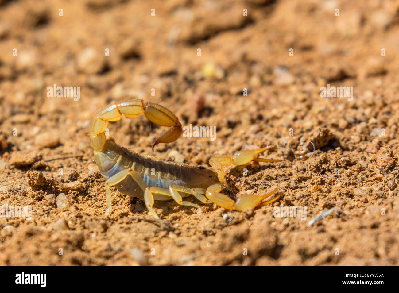 Stripe-tailed Scorpion (cf. Hoffmannius spinigerus), defence posture, USA, Arizona, Sonoran Stock Photo