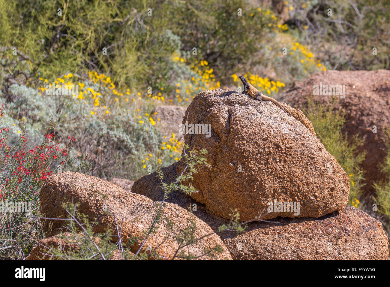 chuckwallas (Sauromalus spec.), in its habitat, USA, Arizona, Pinnacle Peak Stock Photo