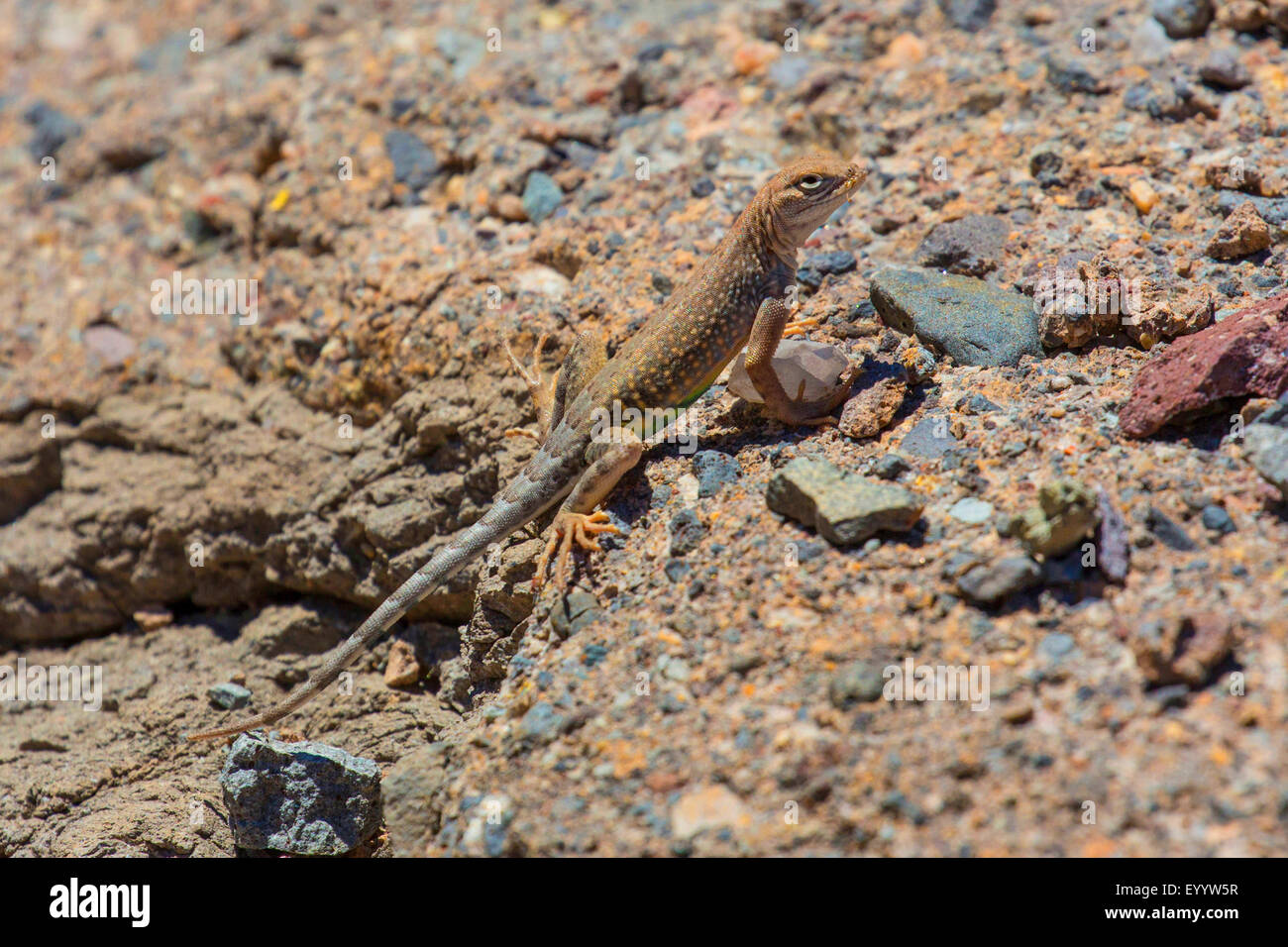 Greater earless lizard  (Cophosaurus texanus), on a rock in its habitat, USA, Arizona, Salt River Stock Photo