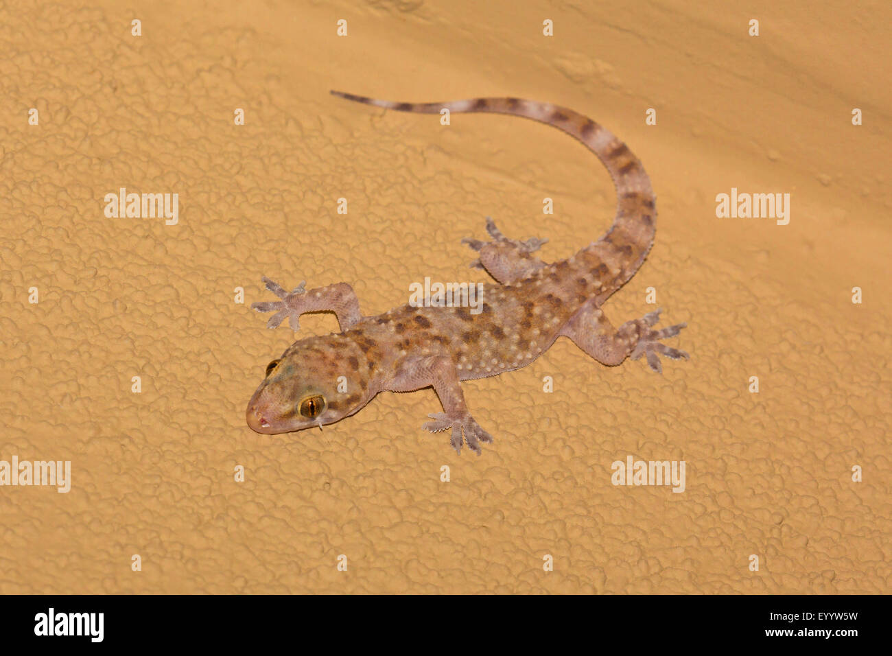 Turkish gecko, Mediterranean gecko (Hemidactylus turcicus), sits at a