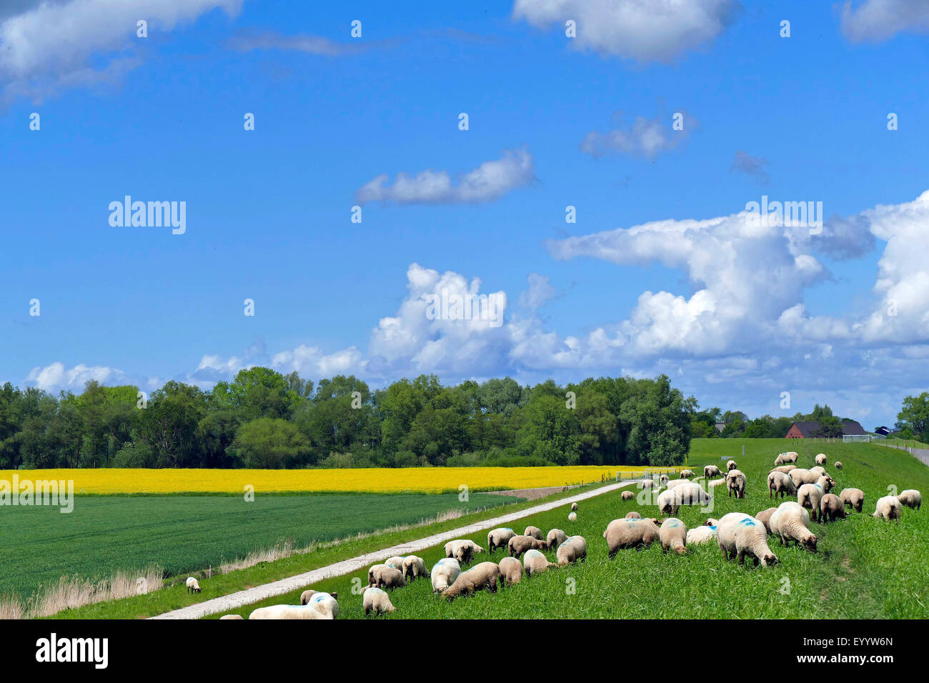 flock of sheep grazing on Weser dyke in spring, Germany, Lower Saxony, Osterholz, Aschwarden Stock Photo