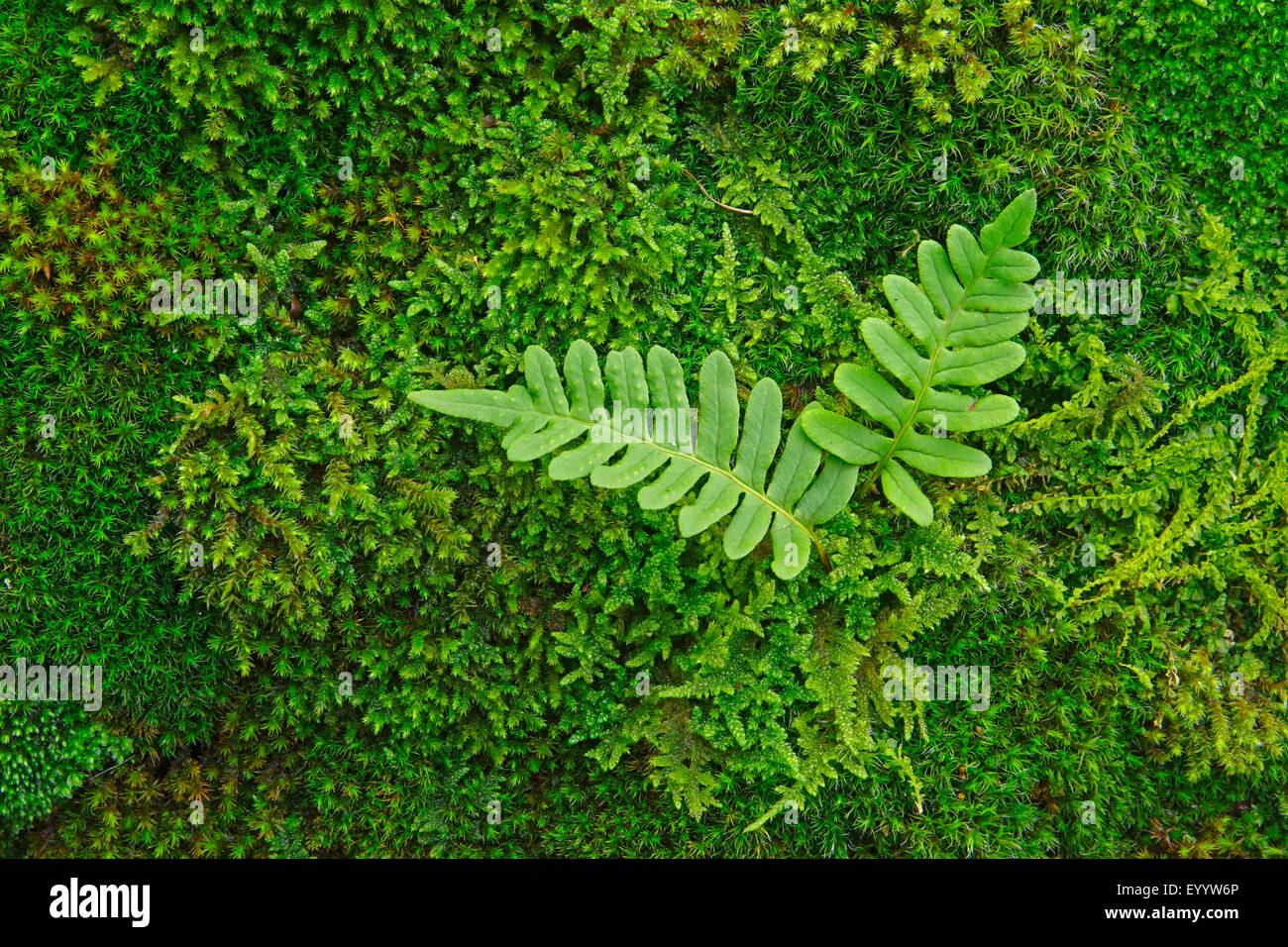Polypody (Polypodium vulgare agg.), with moss, Germany Stock Photo