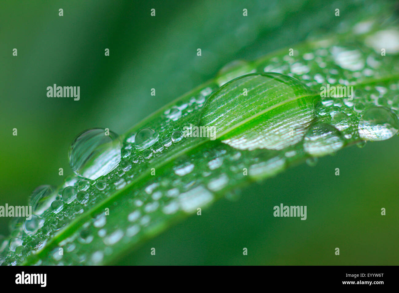 grassblade with morning dew, Switzerland Stock Photo