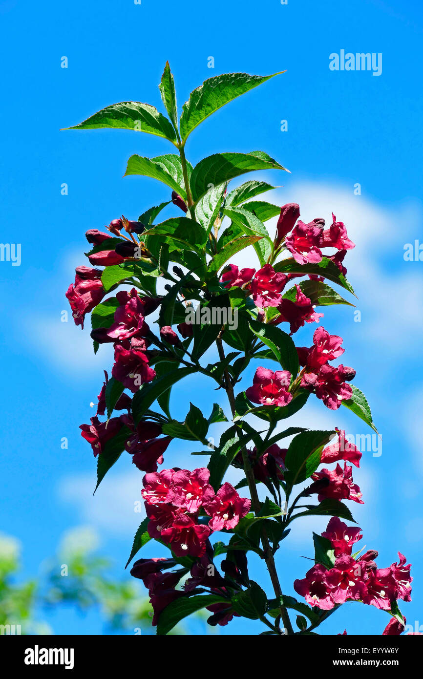 weigela (Weigela 'Carnaval', Weigela Carnaval), blooming branch Stock