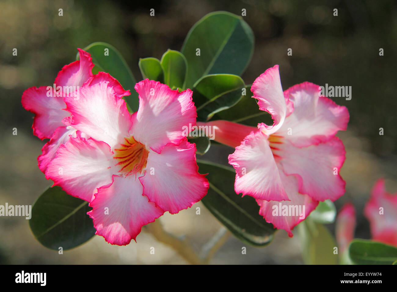 Adenium Roses High Resolution Stock Photography and Images Alamy