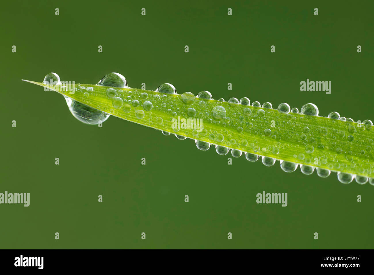 grassblade with morning dew, Switzerland Stock Photo