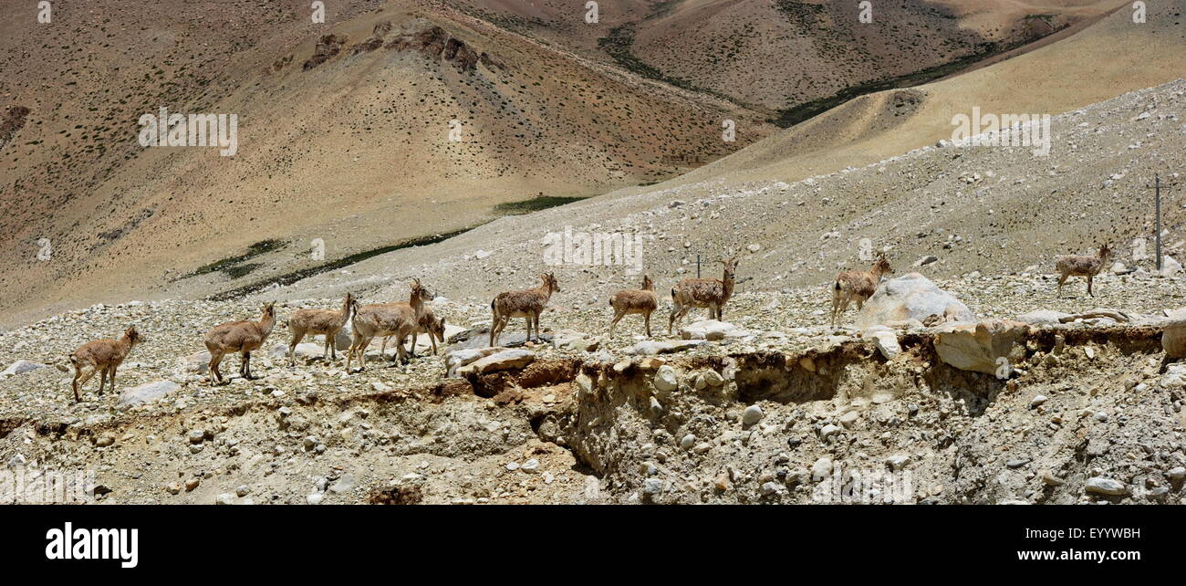 Tingri, China's Tibet Autonomous Region. 27th July, 2015. Blue sheep are seen at the base camp area of Mount Everest with an altitude of 5,200 meters in southwest China's Tibet Autonomous Region, July 27, 2015. The total number of blue sheep here has increased by 40 percent in the past 27 years due to the enhanced wildlife conservation. © Zhang Rufeng/Xinhua/Alamy Live News Stock Photo