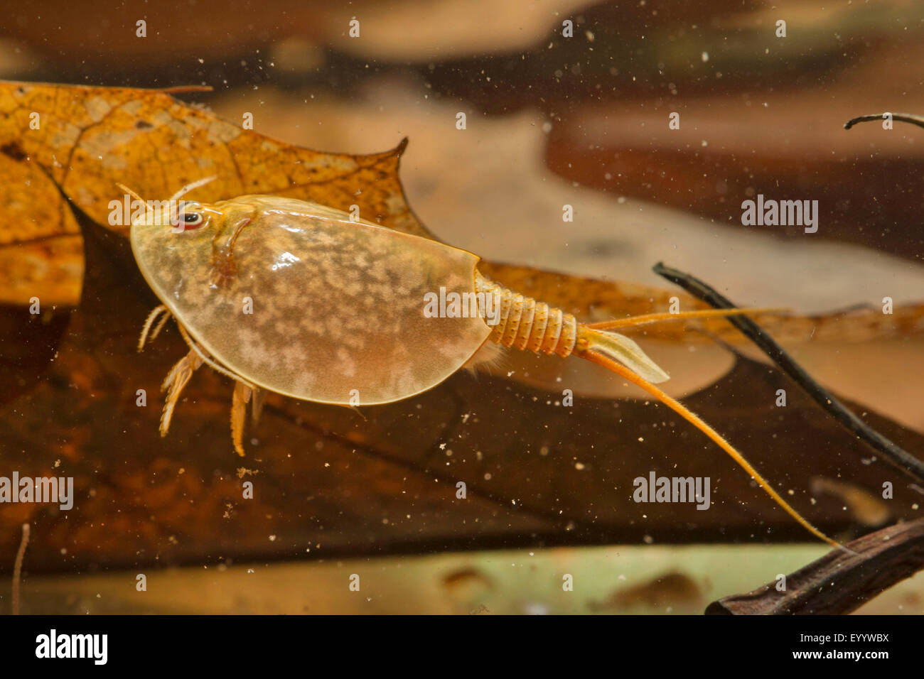 Tadpole Shrimp (Lepidurus lubbocki, Lepidurus apus, Lepidurus productus, Lepidurus apus lubbocki), over fallen leaves Stock Photo