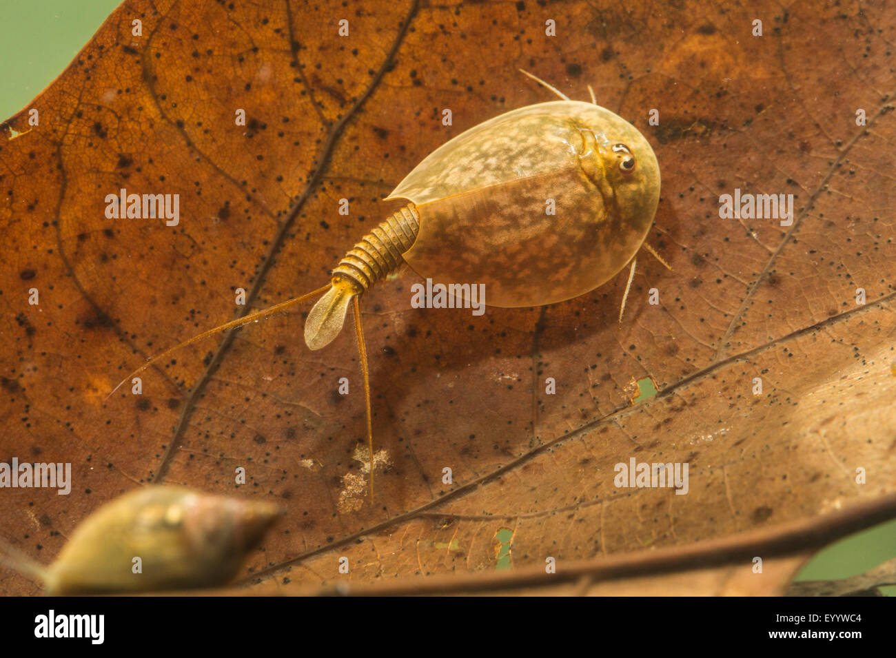 Tadpole Shrimp (Lepidurus lubbocki, Lepidurus apus, Lepidurus productus, Lepidurus apus lubbocki), on fallen leaves under water Stock Photo