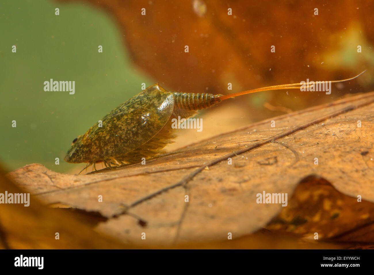 Tadpole Shrimp (Lepidurus lubbocki, Lepidurus apus, Lepidurus productus, Lepidurus apus lubbocki), on fallen leaves under water Stock Photo