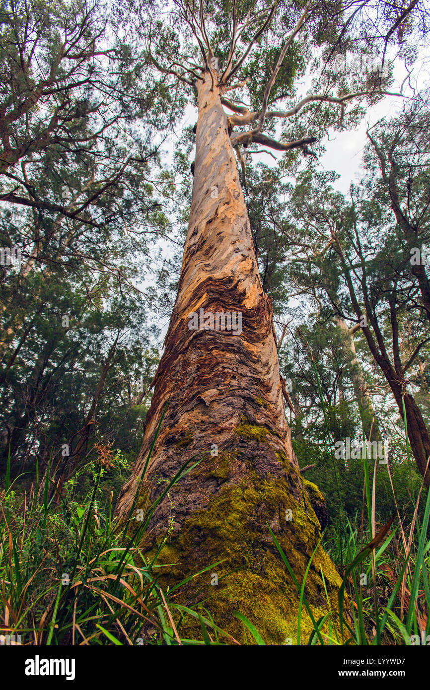 Red tingle (Eucalyptus jacksonii), Red tingle trees in Walpole Nornalup Nationalpark, Australia, Western Australia, Walpole Nornalup National Park Stock Photo