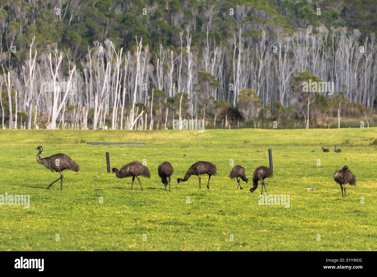 emu (Dromaius novaehollandiae), Emus with chicks, Australia, Western Australia, Walpole Nornalup National Park Stock Photo