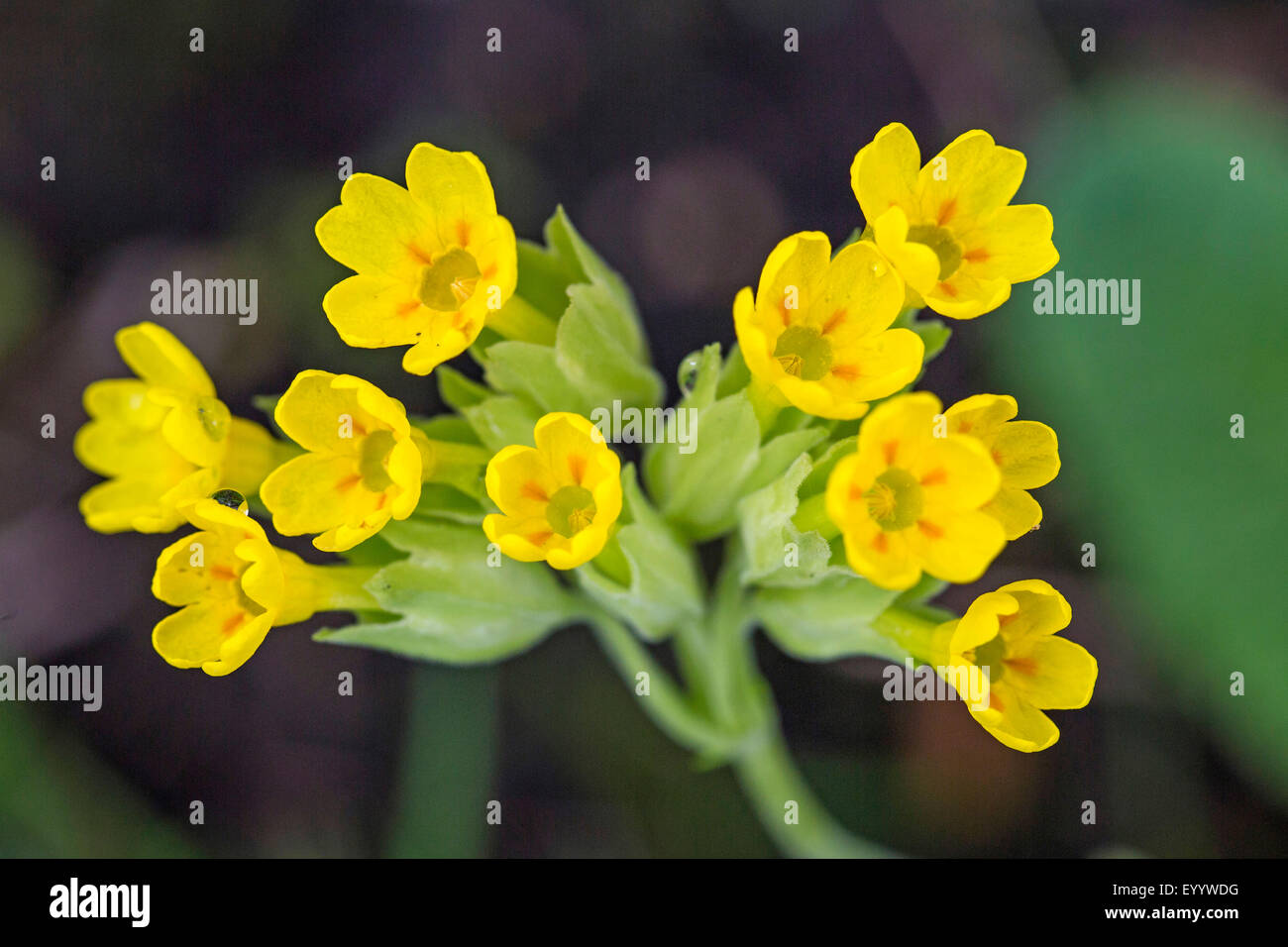 cowslip primrose (Primula veris), inflorescence, Germany, Bavaria Stock Photo