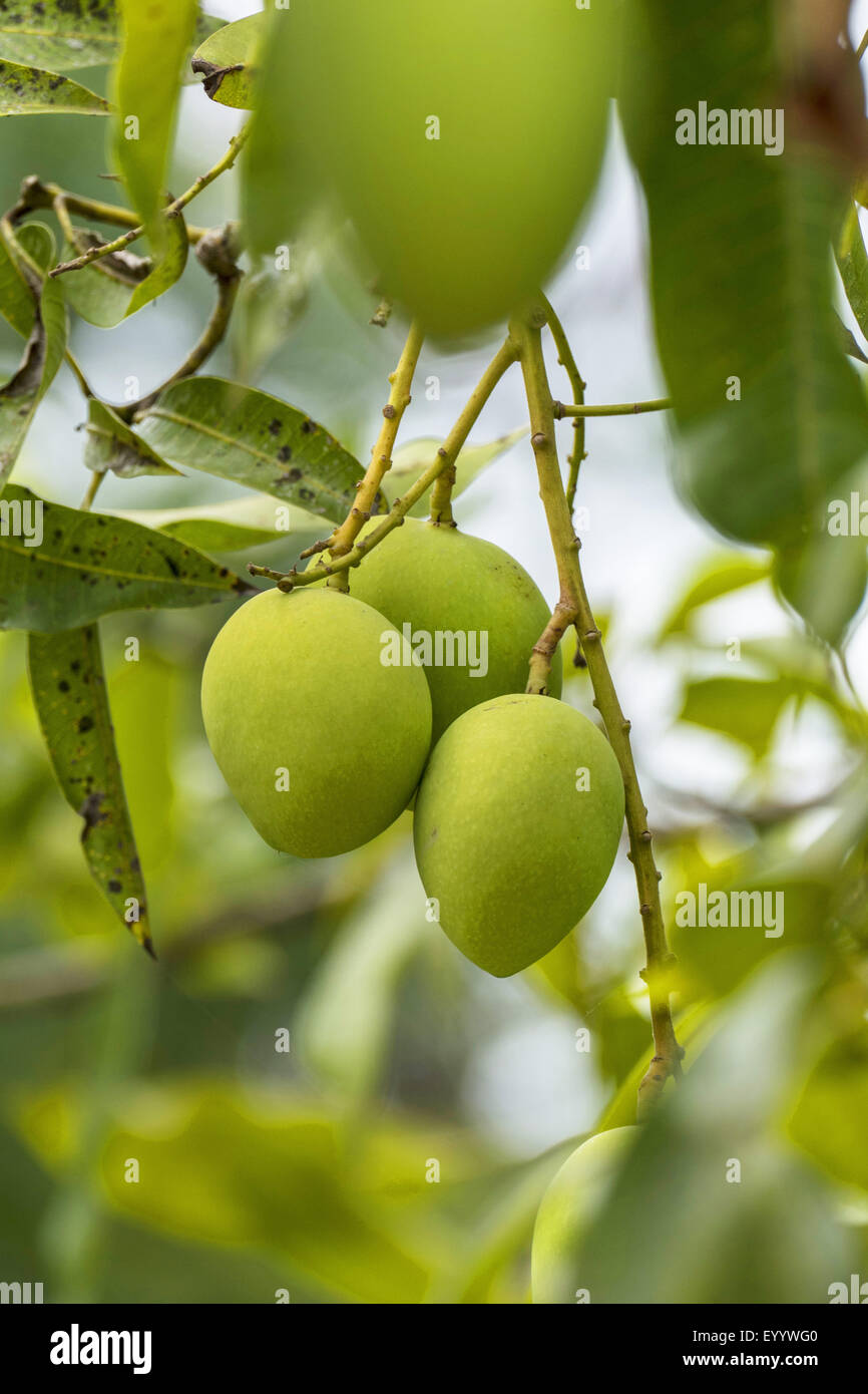 mango tree (Mangifera indica), immature fruits on a tree, Thailand, Chiang Rai Stock Photo