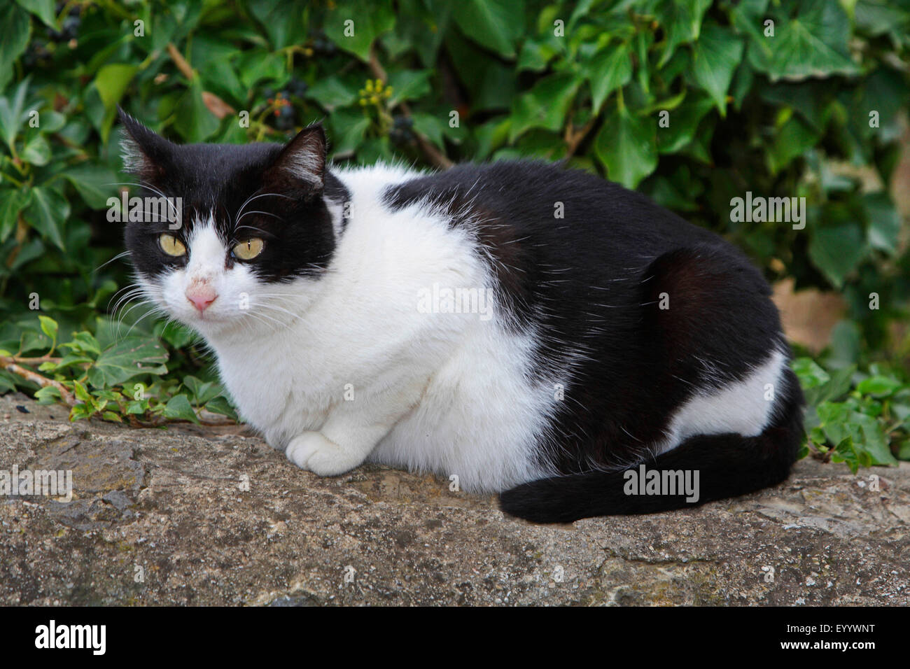 Black and white spotted cat lying on a wall hires stock photography and images Alamy
