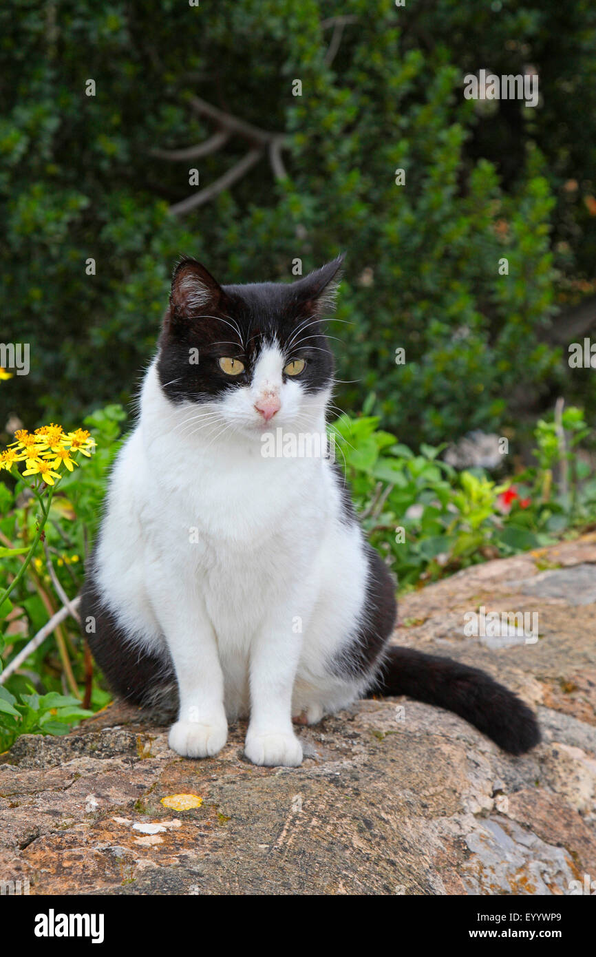 Black white spotted cat sitting hires stock photography and images Alamy