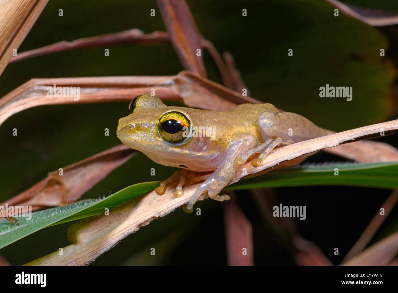 Dumeril's Bright-eyed Frog (Boophis tephraeomystax, Polypedates tephraeomystax), on a leaf, Madagascar Stock Photo