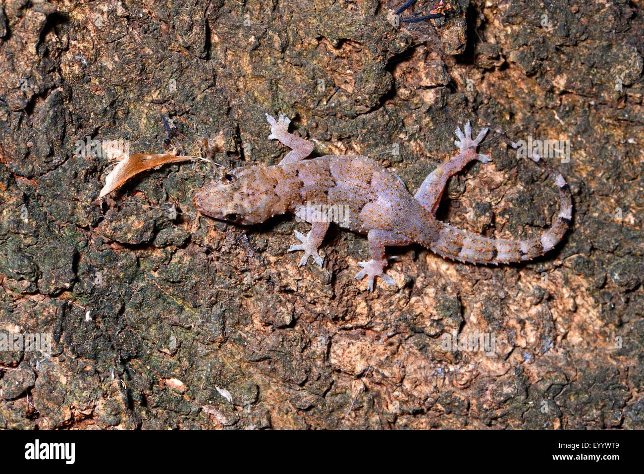 African house gecko (Hemidactylus mercatorius), in its natural habitat, Madagascar, Ankarana National Park Stock Photo