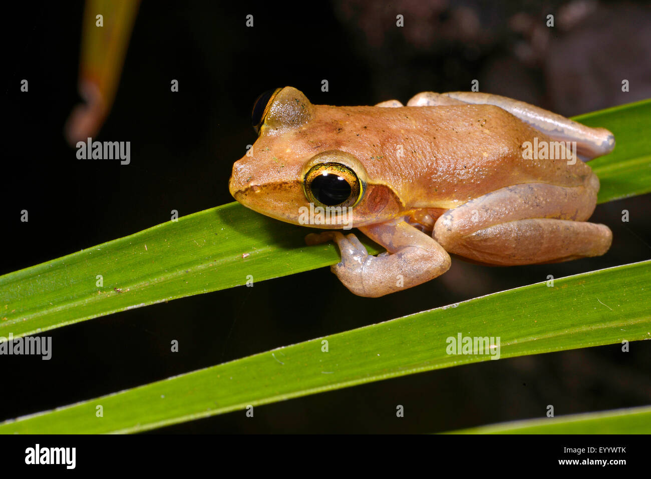 Dumeril's Bright-eyed Frog (Boophis tephraeomystax, Polypedates tephraeomystax), sits on a leaf, Madagascar, Nosy Faly, Isla Faly Stock Photo