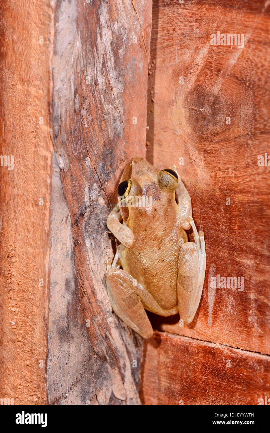Dumeril's Bright-eyed Frog (Boophis tephraeomystax, Polypedates tephraeomystax), on a wooden wall, Madagascar, Nosy Faly, Isla Faly Stock Photo