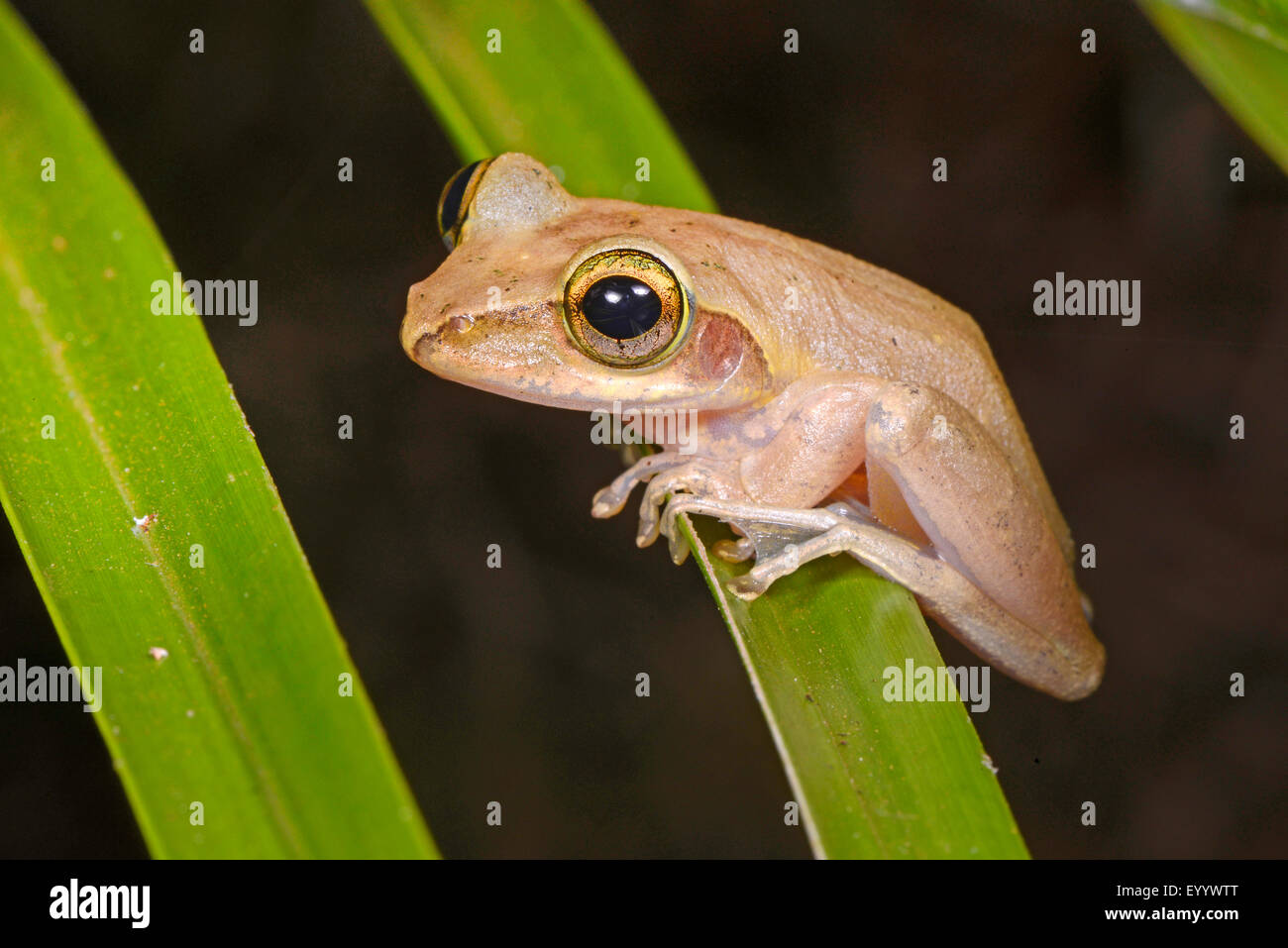 Dumeril's Bright-eyed Frog (Boophis tephraeomystax, Polypedates tephraeomystax), sits on a leaf, Madagascar, Nosy Faly, Isla Faly Stock Photo
