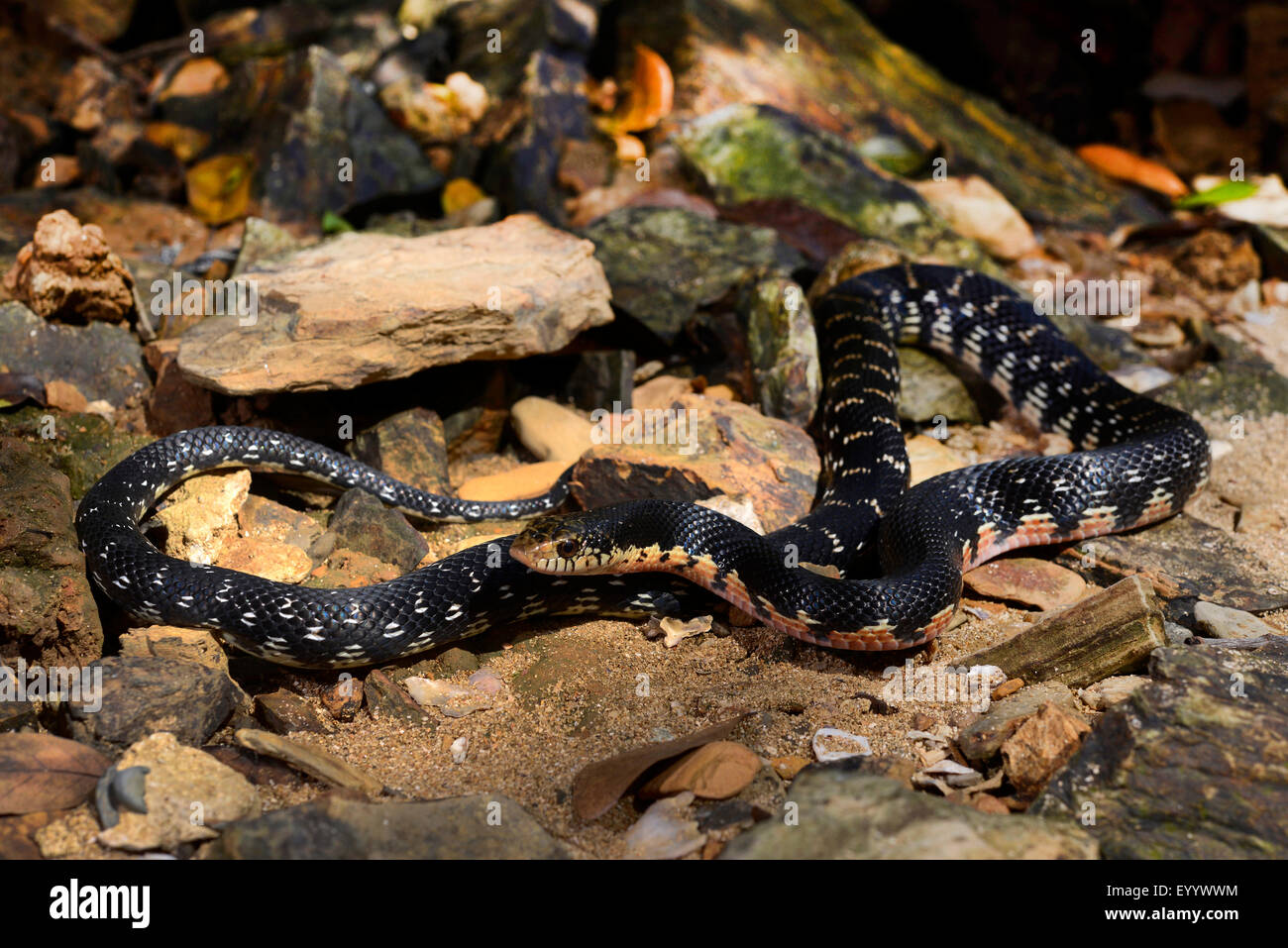 Madagascar Menarana snake, Giant Madagascan Hognose, Malagasy Giant