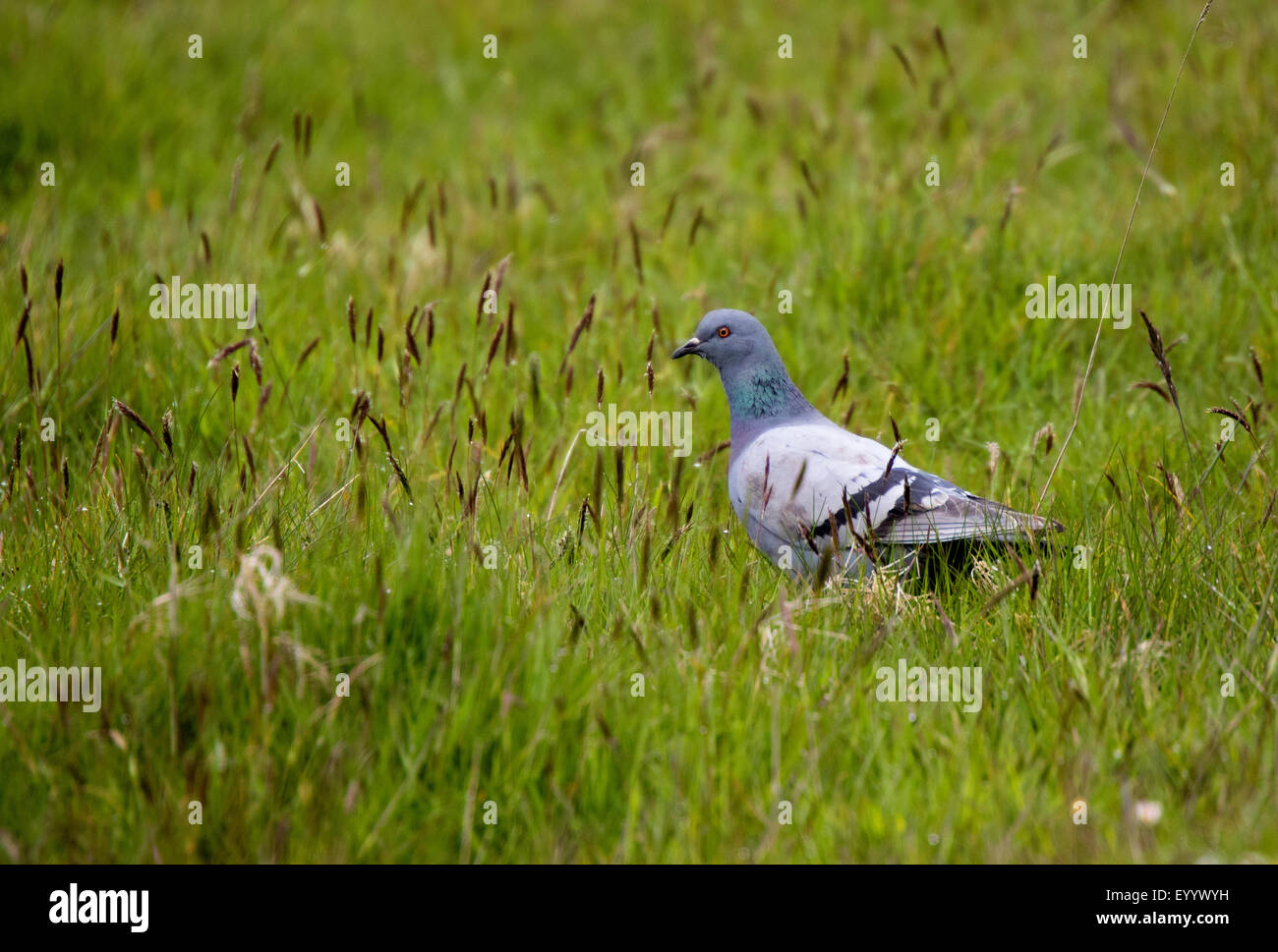 Rock Dove Columba livia adult on ground in grass meadow Stock Photo