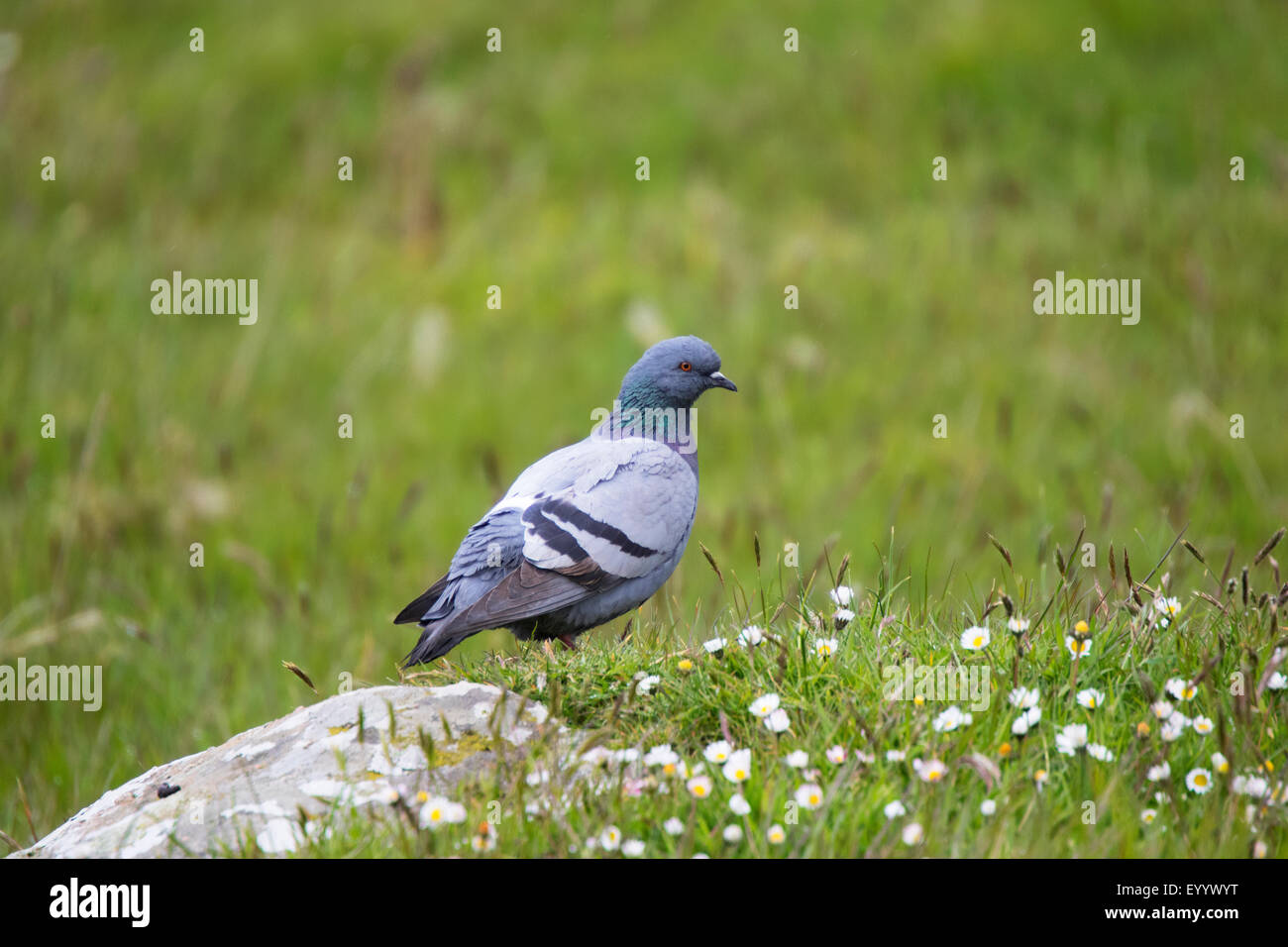 Rock Dove Columba livia adult on the ground  in rough grass pasture Stock Photo