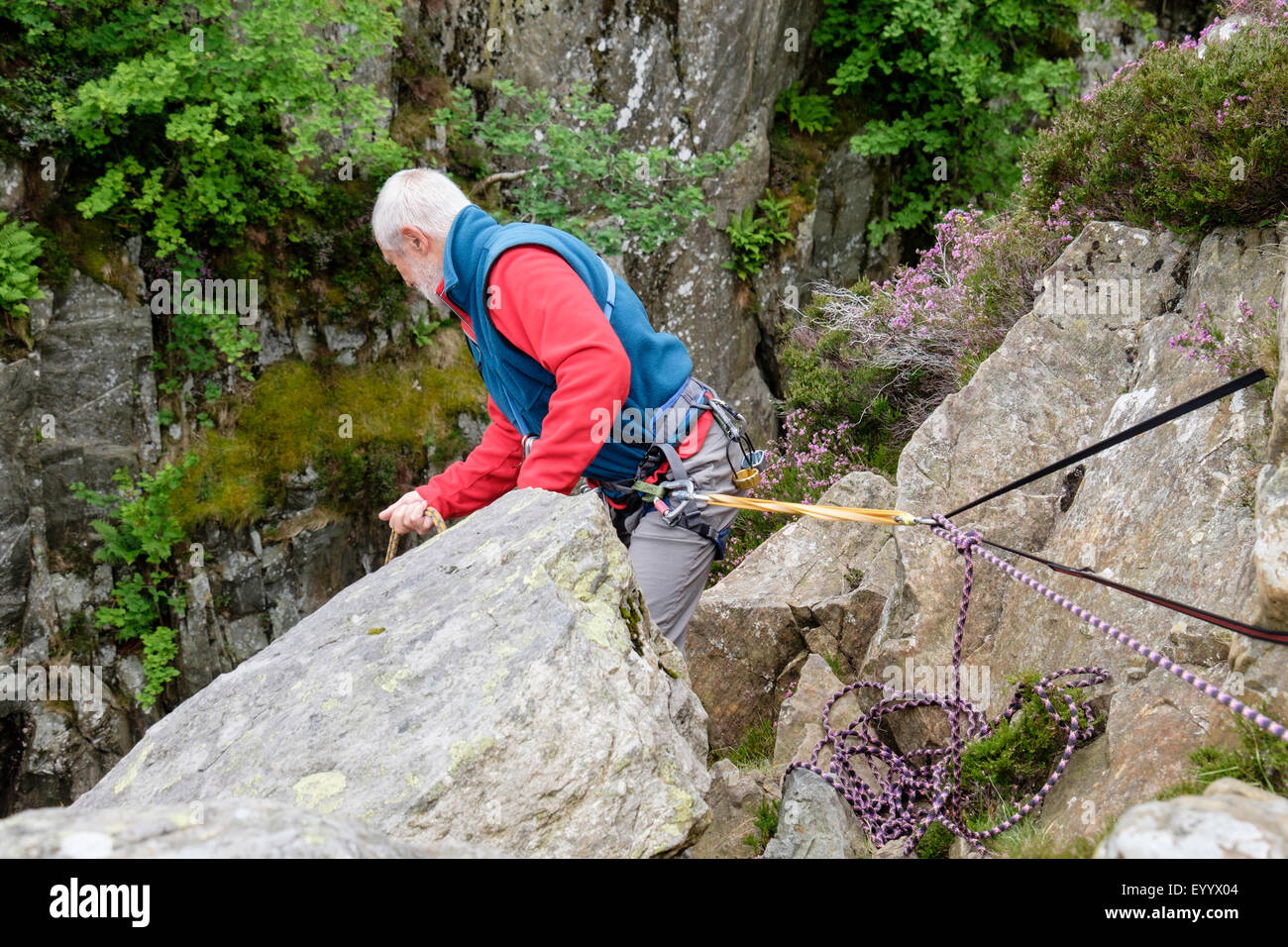 Experienced senior rock climber belayed at top of a climb holding climbing rope and looking down. Snowdonia Wales UK Britain Stock Photo