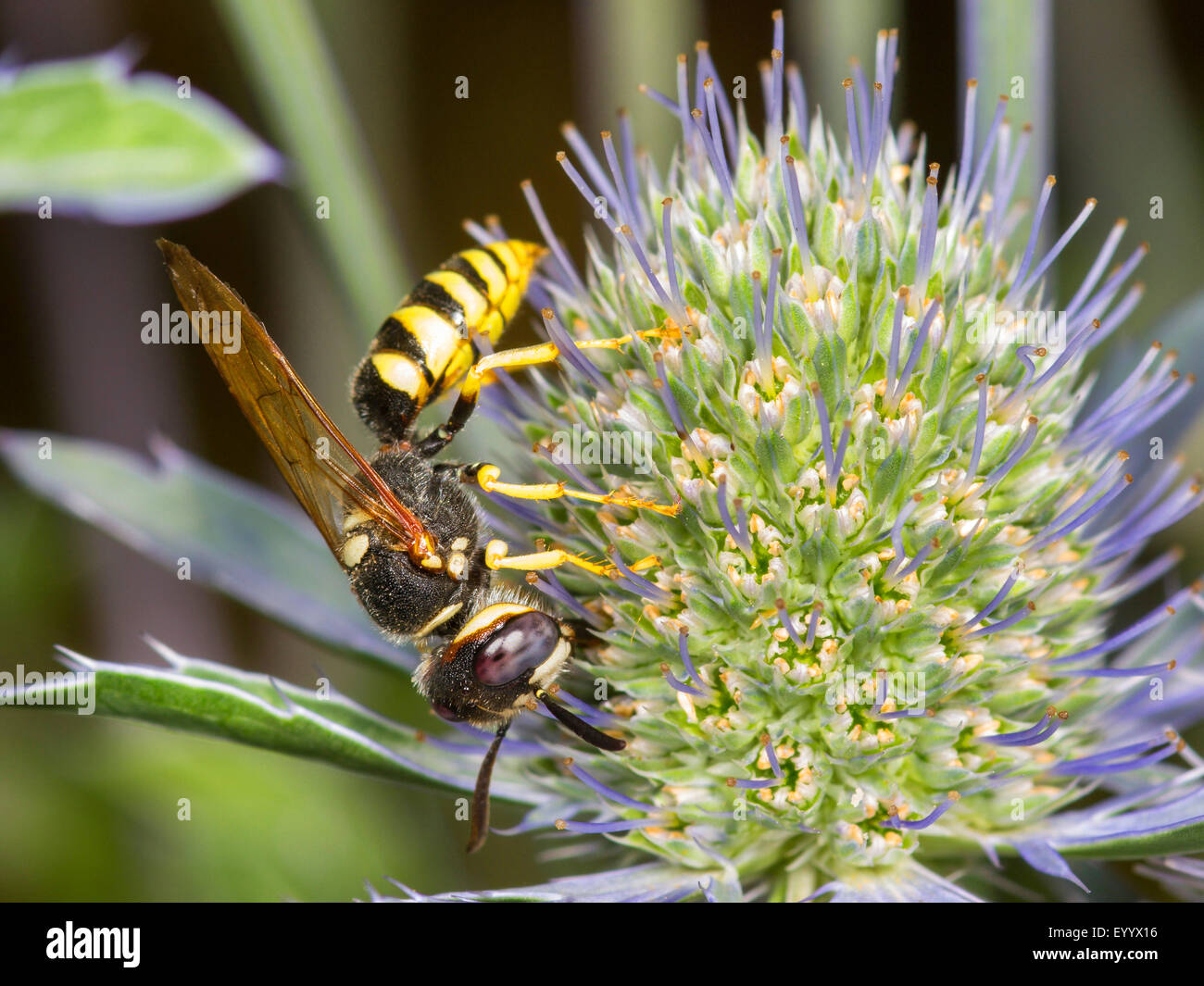 Bee-killer wasp, Bee-killer (Philanthus triangulum), female feeding on Eryngo (Eryngium planum), Germany Stock Photo