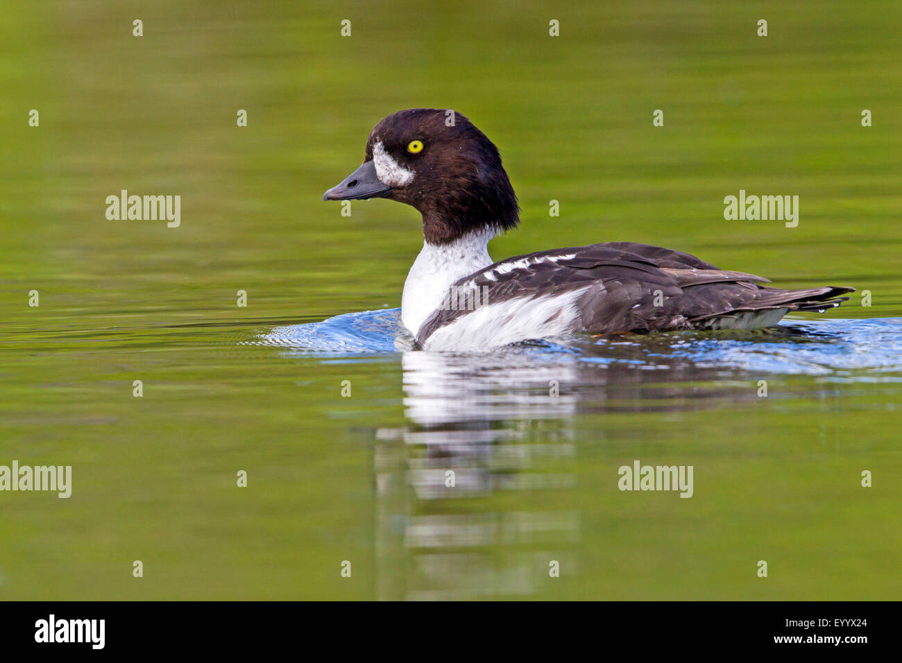 https://www.alamy.com/licenses-and-pricing/?v=1