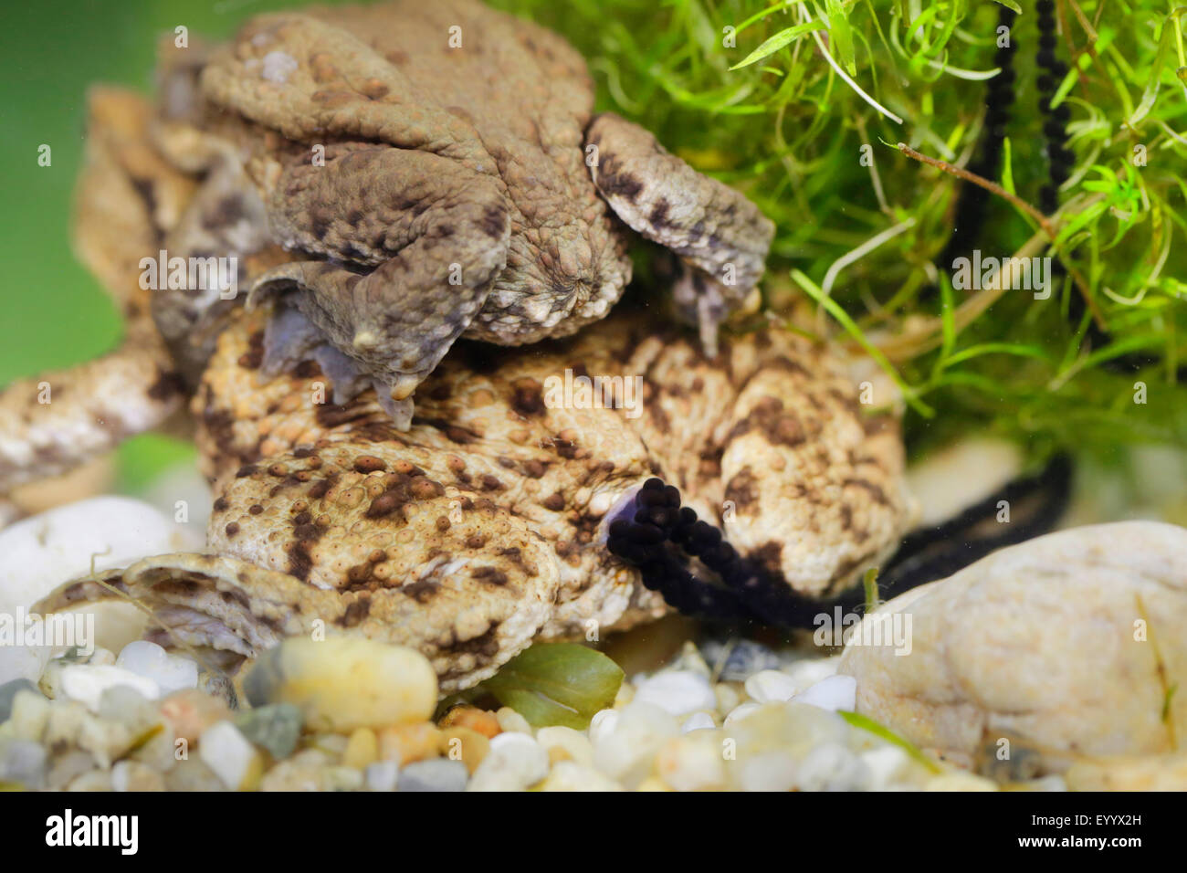 European common toad (Bufo bufo), coulple at oviposition, Germany, Bavaria Stock Photo