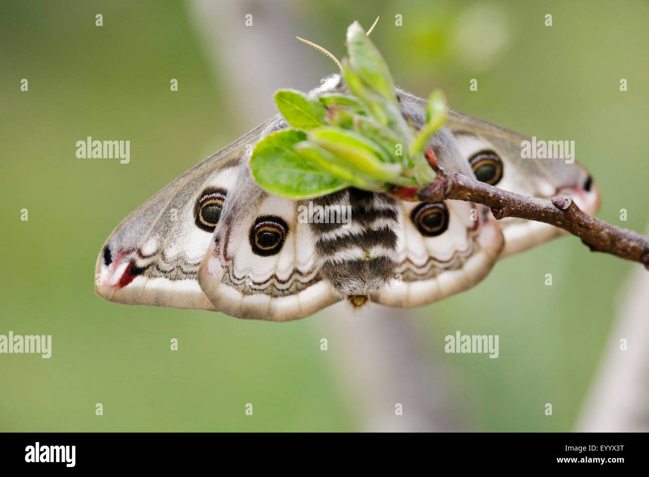 emperor moth (Saturnia pavonia, Eudia pavonia), female with turned scent gland outside the hindquarters, Germany, Bavaria Stock Photo