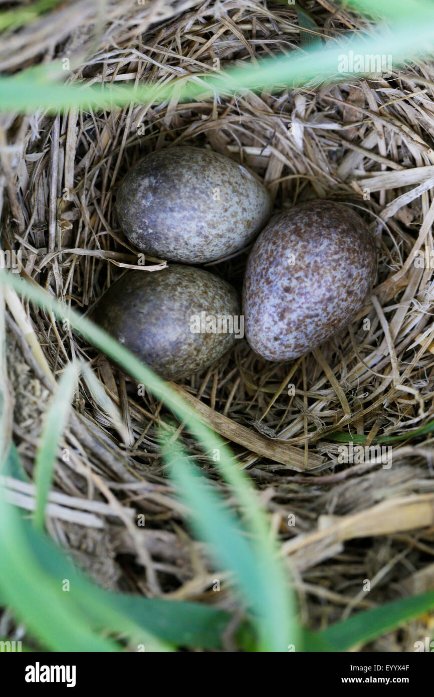Eurasian sky lark (Alauda arvensis), nest and eggs hidden on the ground, Germany, Bavaria, Oeberauer Schleife Stock Photo